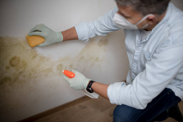 Best Professional Mold Removal  in Tucson Estates, AZ