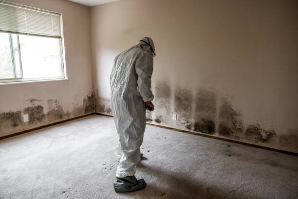 Best Mold Remediation Services  in Tucson Estates, AZ