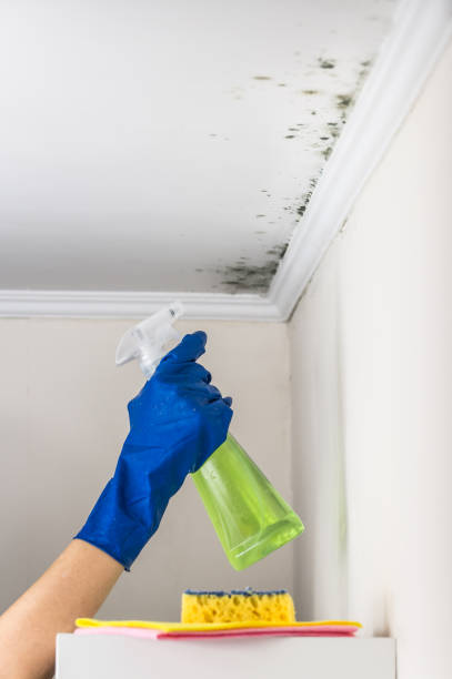 Best Professional Mold Removal  in Tucson Estates, AZ